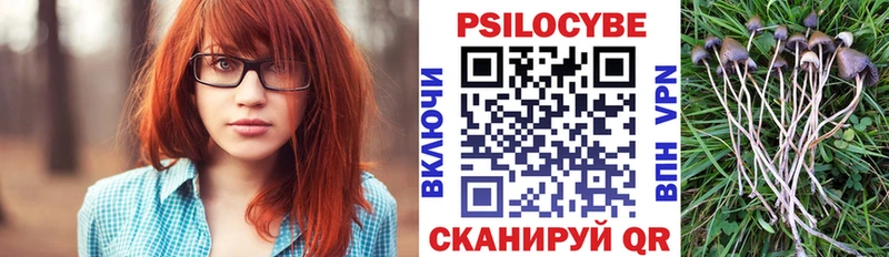 Купить закладки  Стародуб  Псилоцибиновые грибы мицелий 